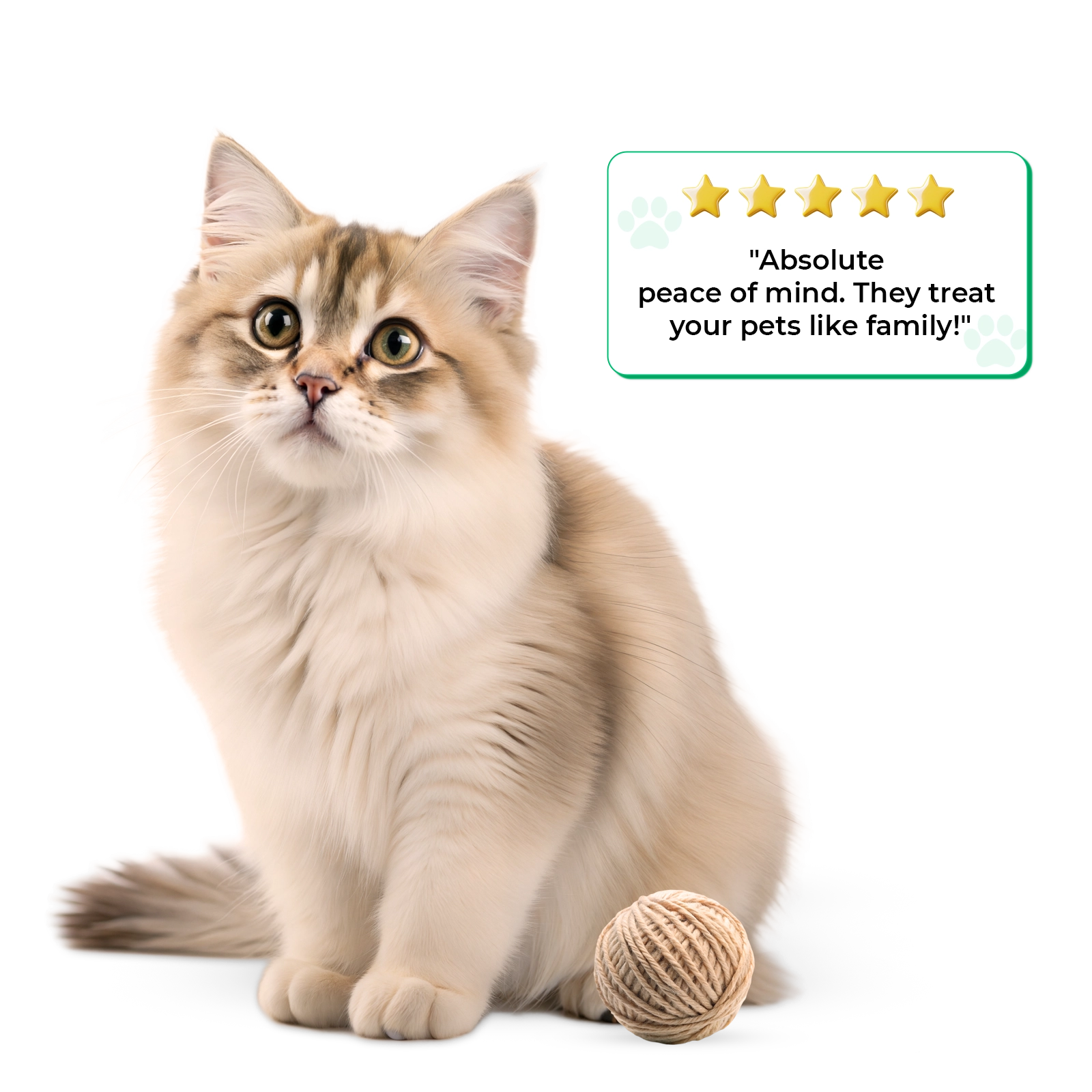 The Best Rover Clone App for Growing Pet Care Marketplaces